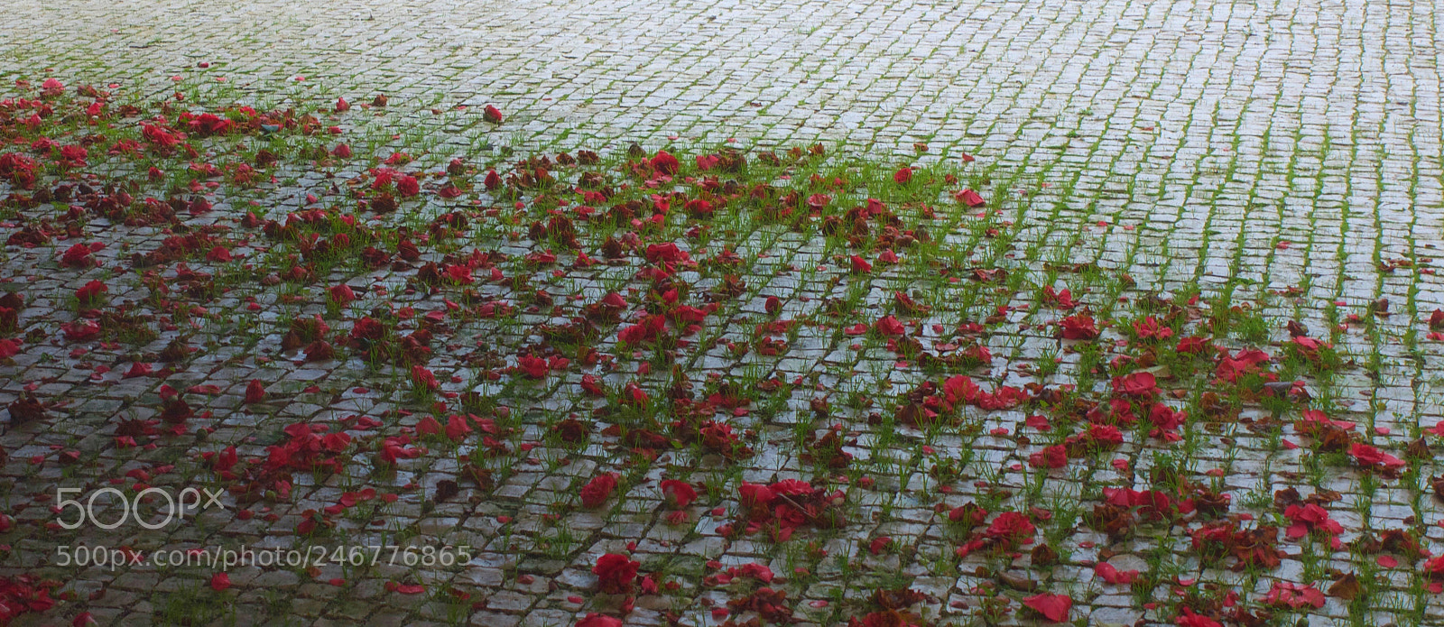 Panasonic Lumix DMC-G1 sample photo. Camelias photography