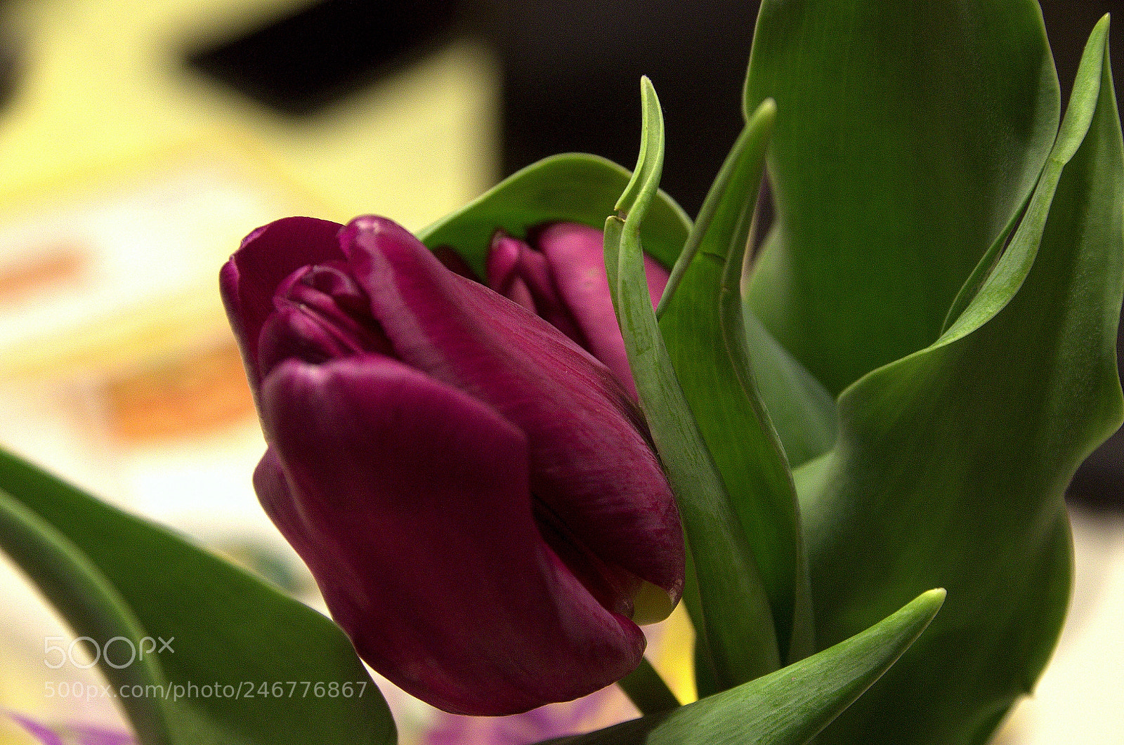 Nikon D5100 sample photo. Purple love photography
