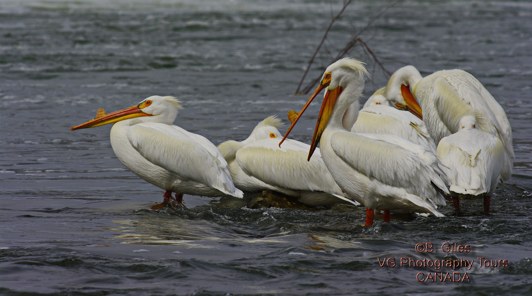 A Series Lens sample photo. Waiting for spring photography