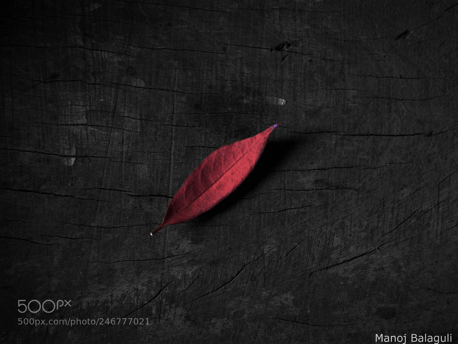 Nikon Coolpix L120 sample photo. Lonely leaf photography