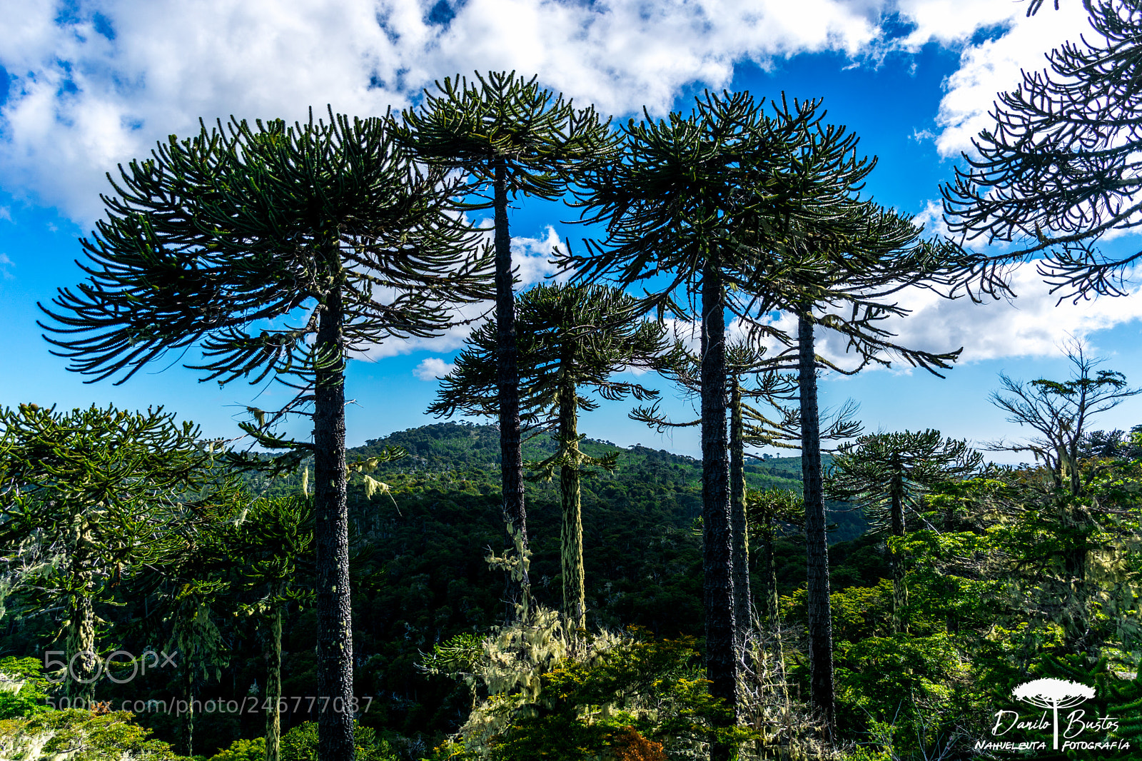 Nikon D7100 sample photo. Araucarias in concert photography