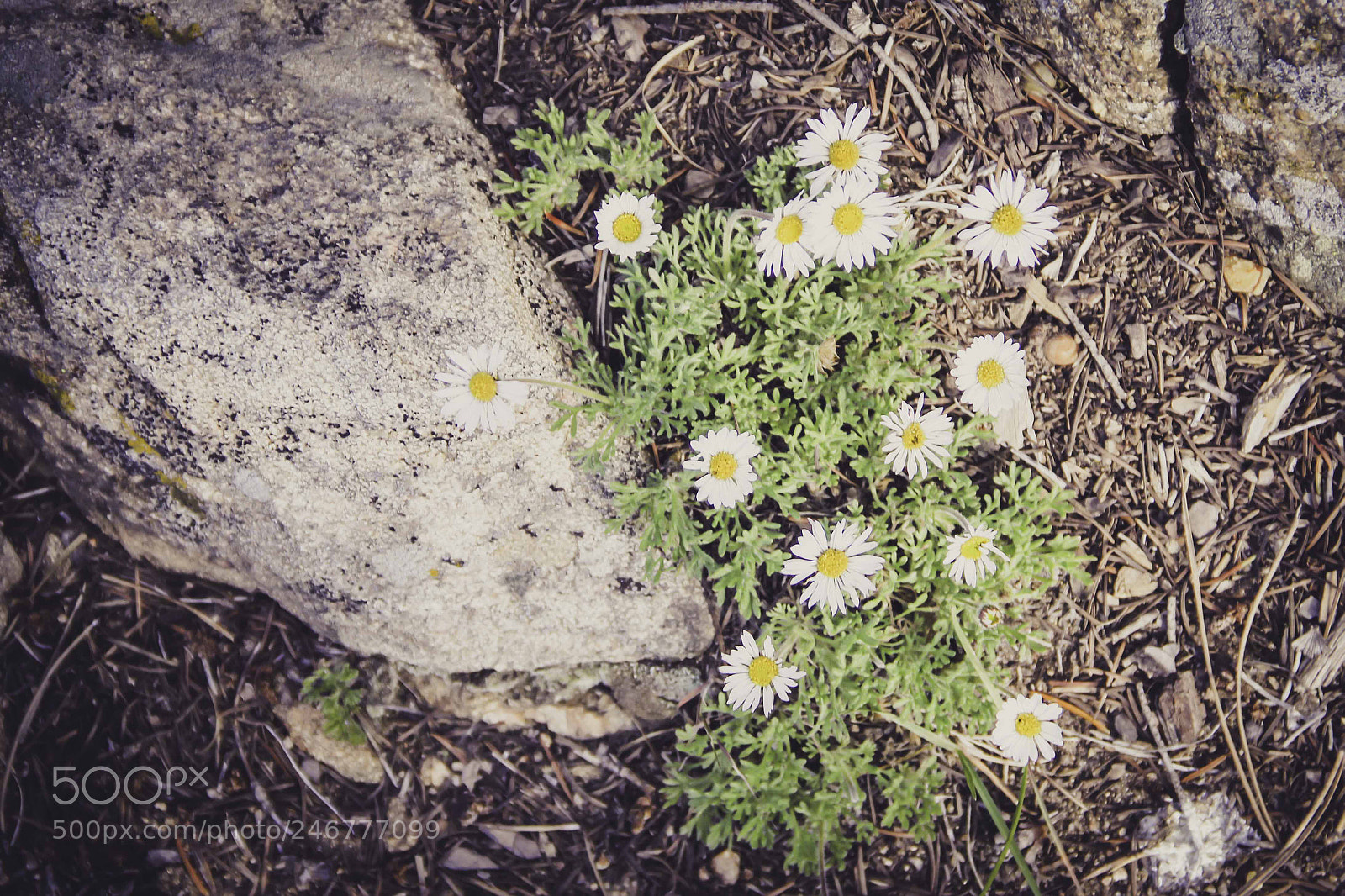 Canon EOS 60D sample photo. Untitled photography