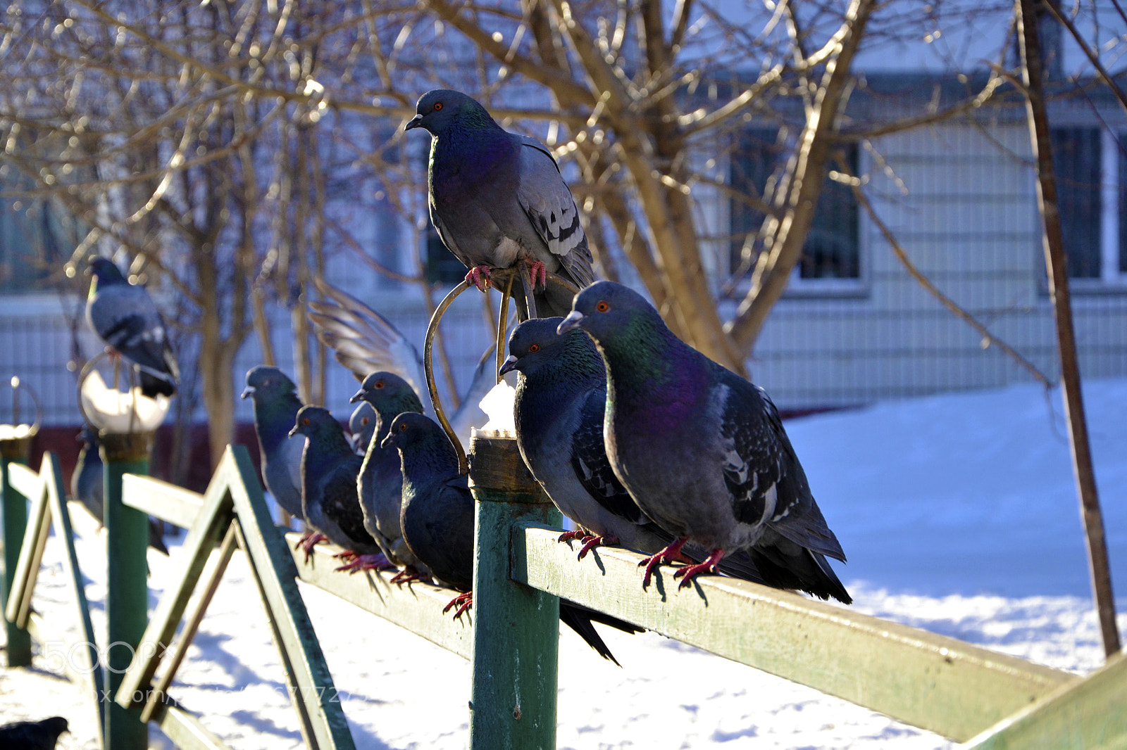 Nikon D3100 sample photo. Pigeons photography