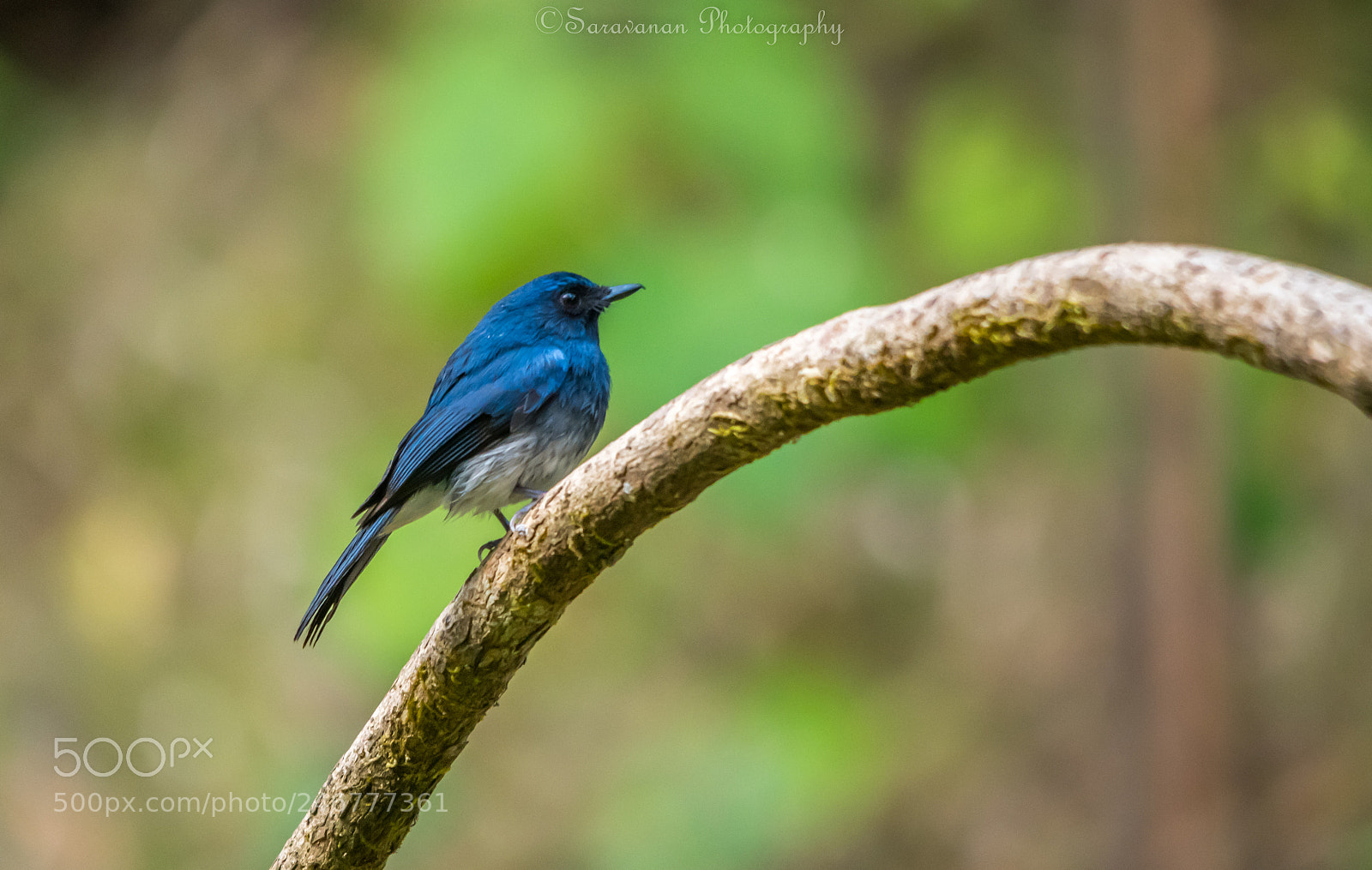 Nikon D500 sample photo. Flycatcher photography