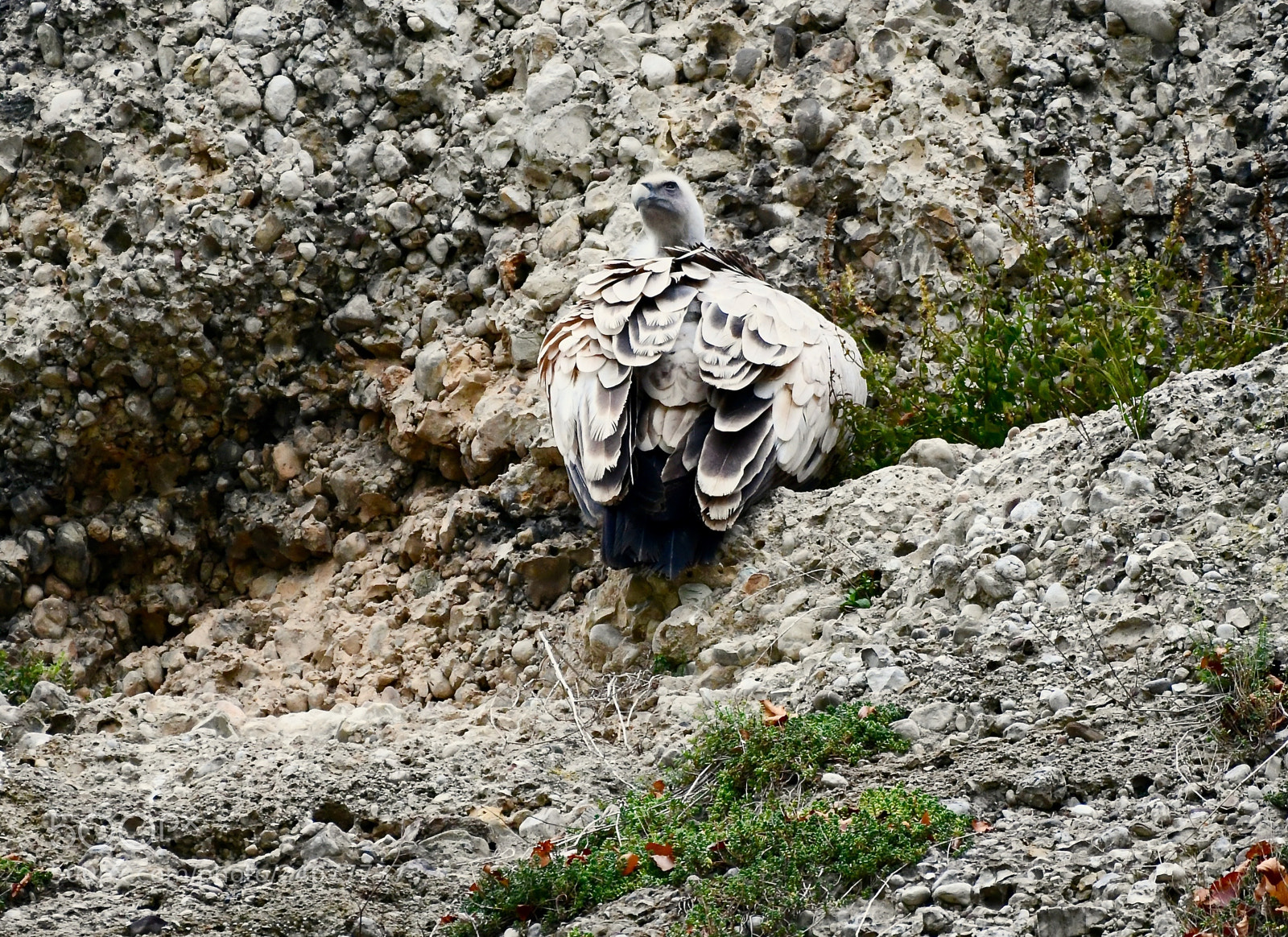 Nikon D850 sample photo. Spotting the griffon vulture photography