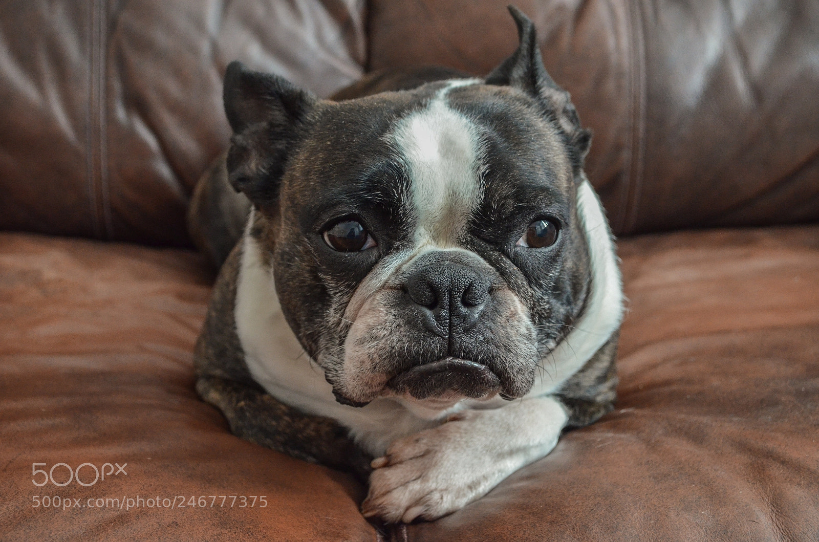 Nikon D5100 sample photo. Grumpy photography