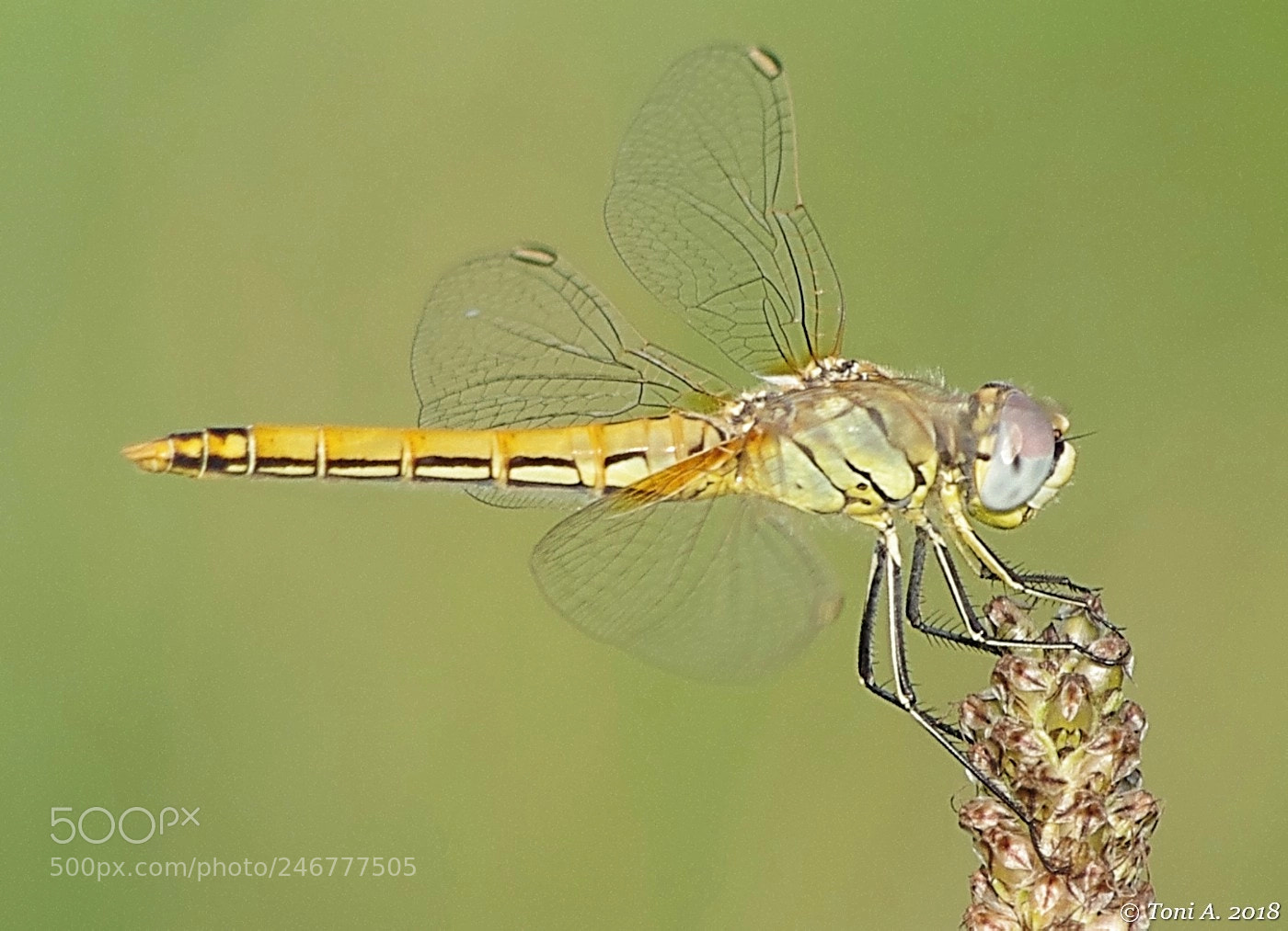 Pentax K-5 II sample photo. Dragonfly photography