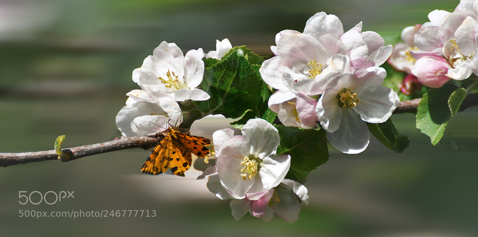 Nikon D500 sample photo. Papillon photography