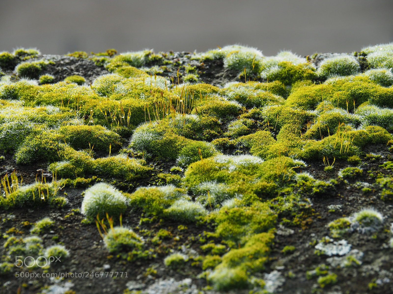 Olympus OM-D E-M5 II sample photo. A small forest with photography