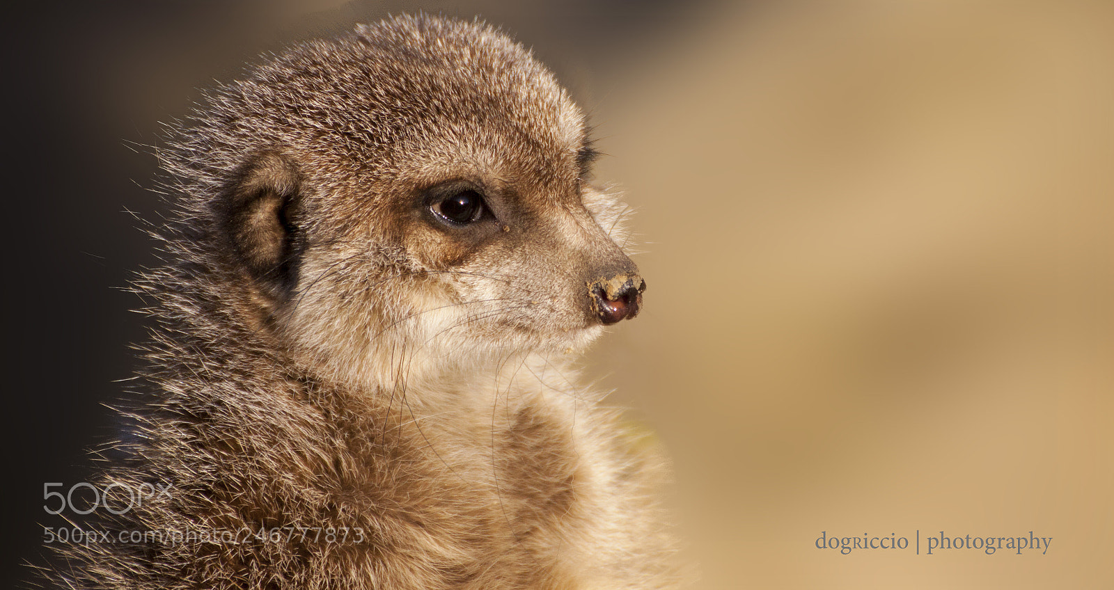 Canon EOS 50D sample photo. Meerkat portrait photography