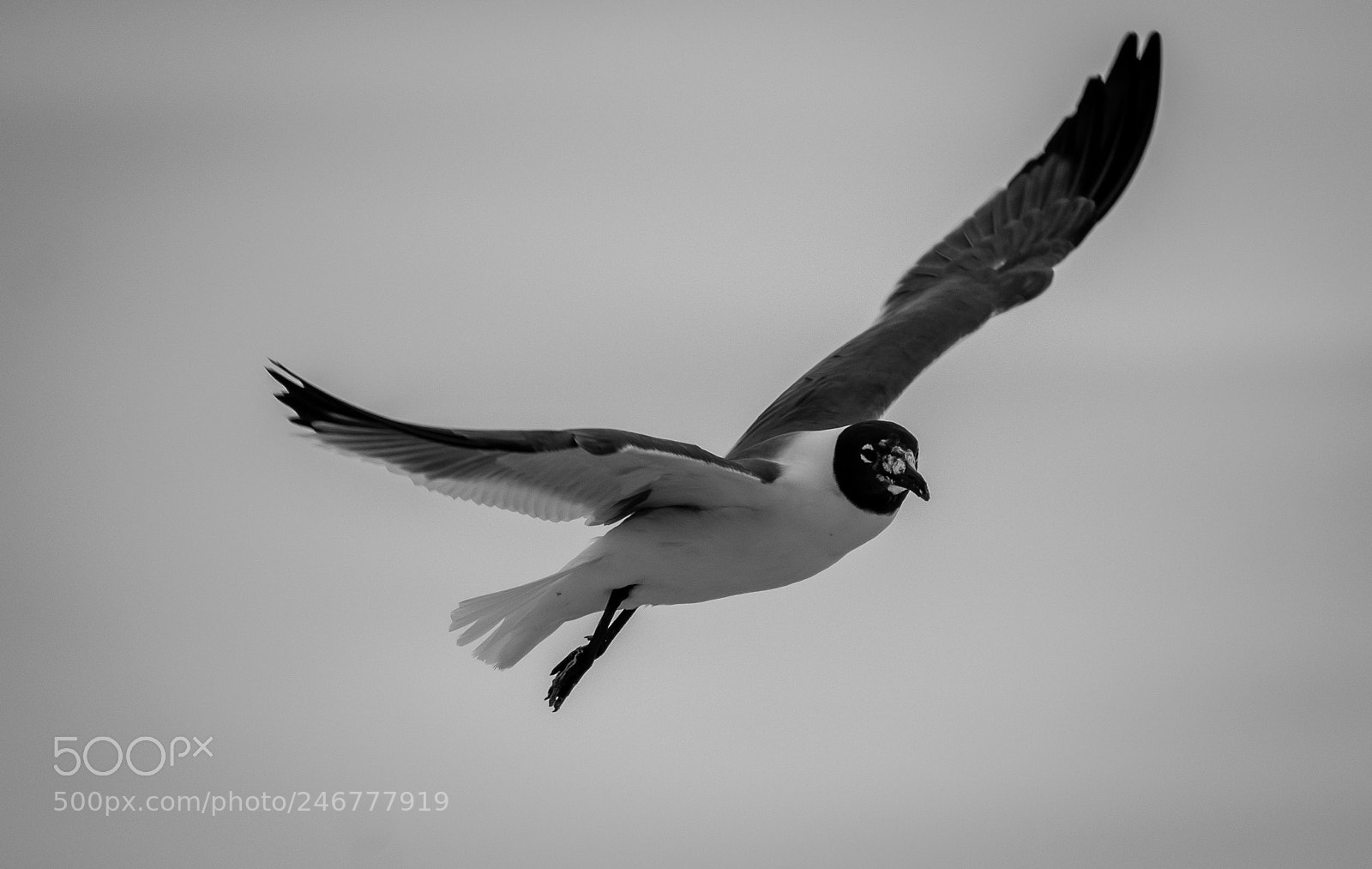 Nikon D3400 sample photo. Seagull in flight photography