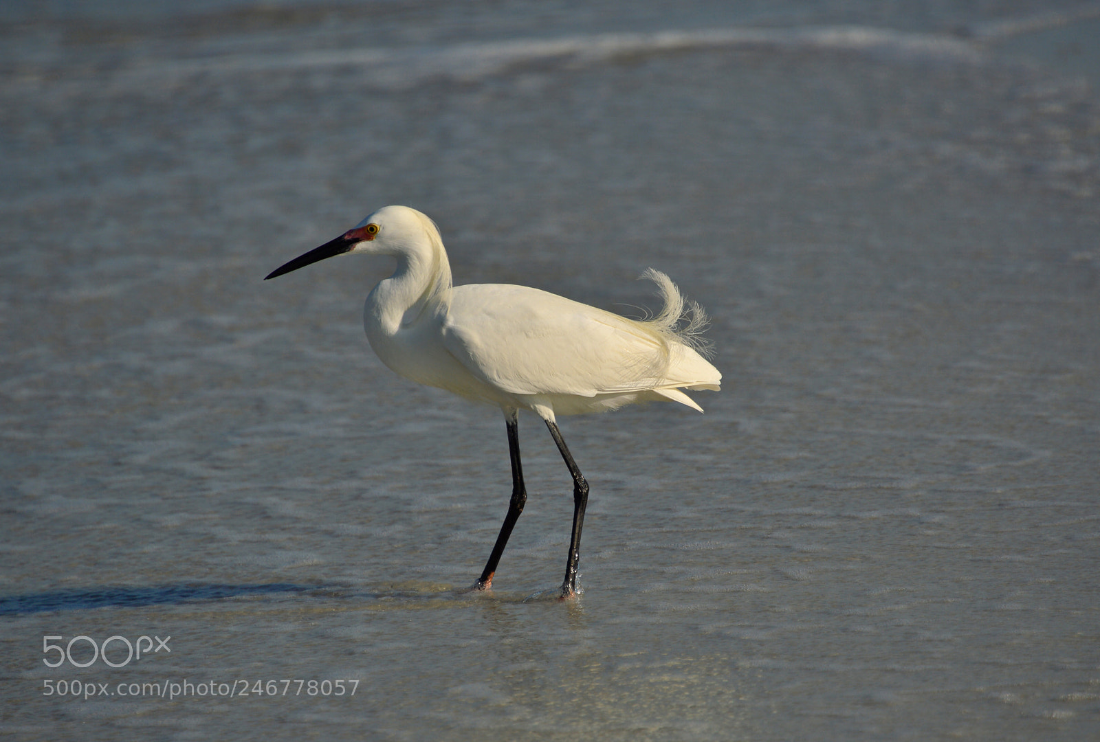 Nikon D3200 sample photo. White egret on the photography