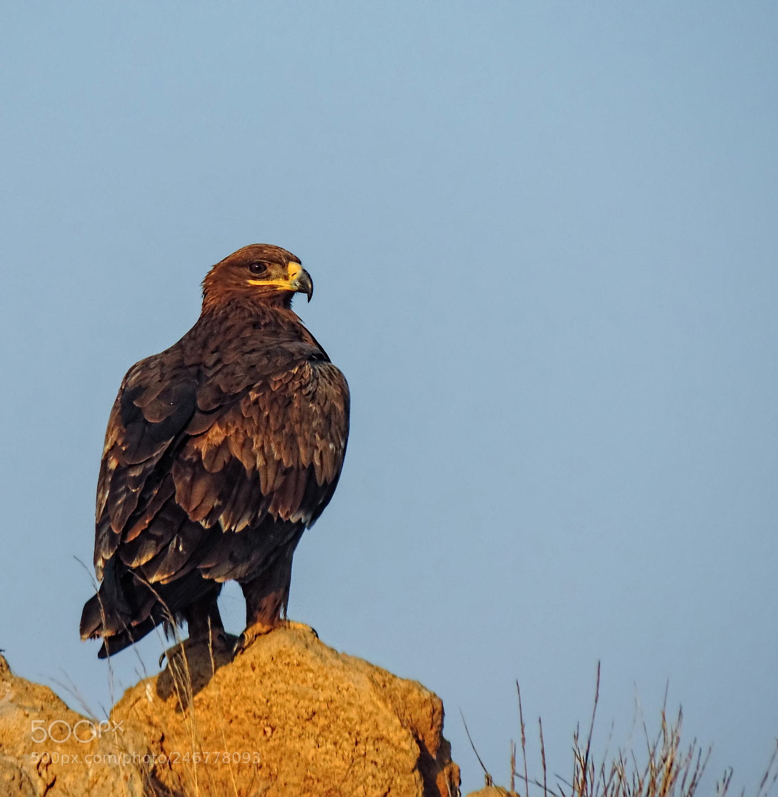 Nikon Coolpix P520 sample photo. Steppe eagle photography