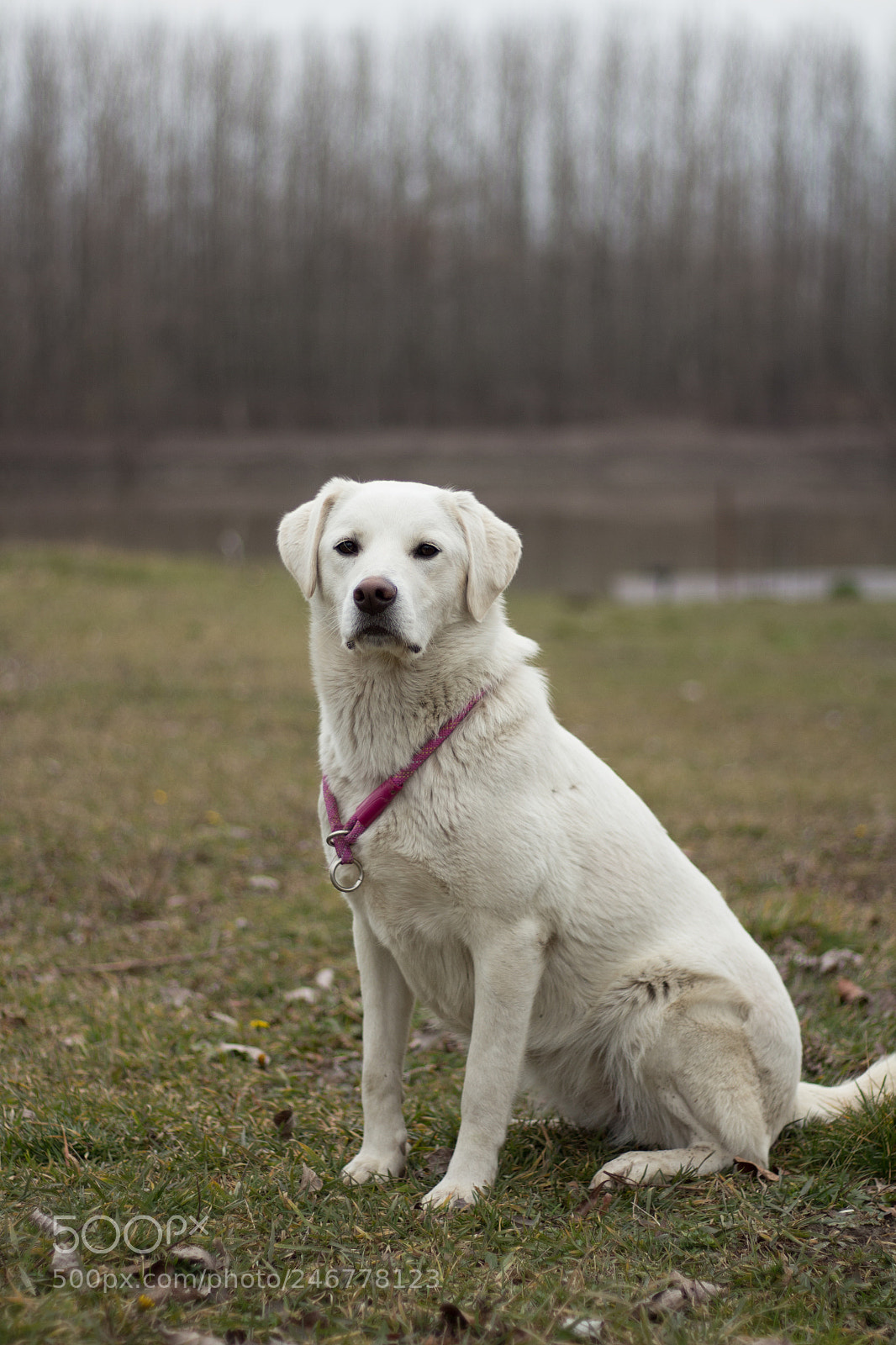 Canon EOS 700D (EOS Rebel T5i / EOS Kiss X7i) sample photo. Golden retriver at the photography