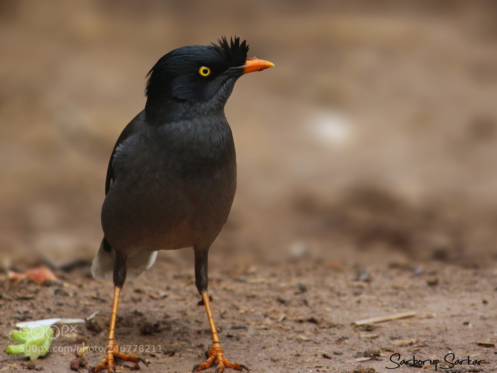 Canon EOS 700D (EOS Rebel T5i / EOS Kiss X7i) sample photo. Angry bird photography