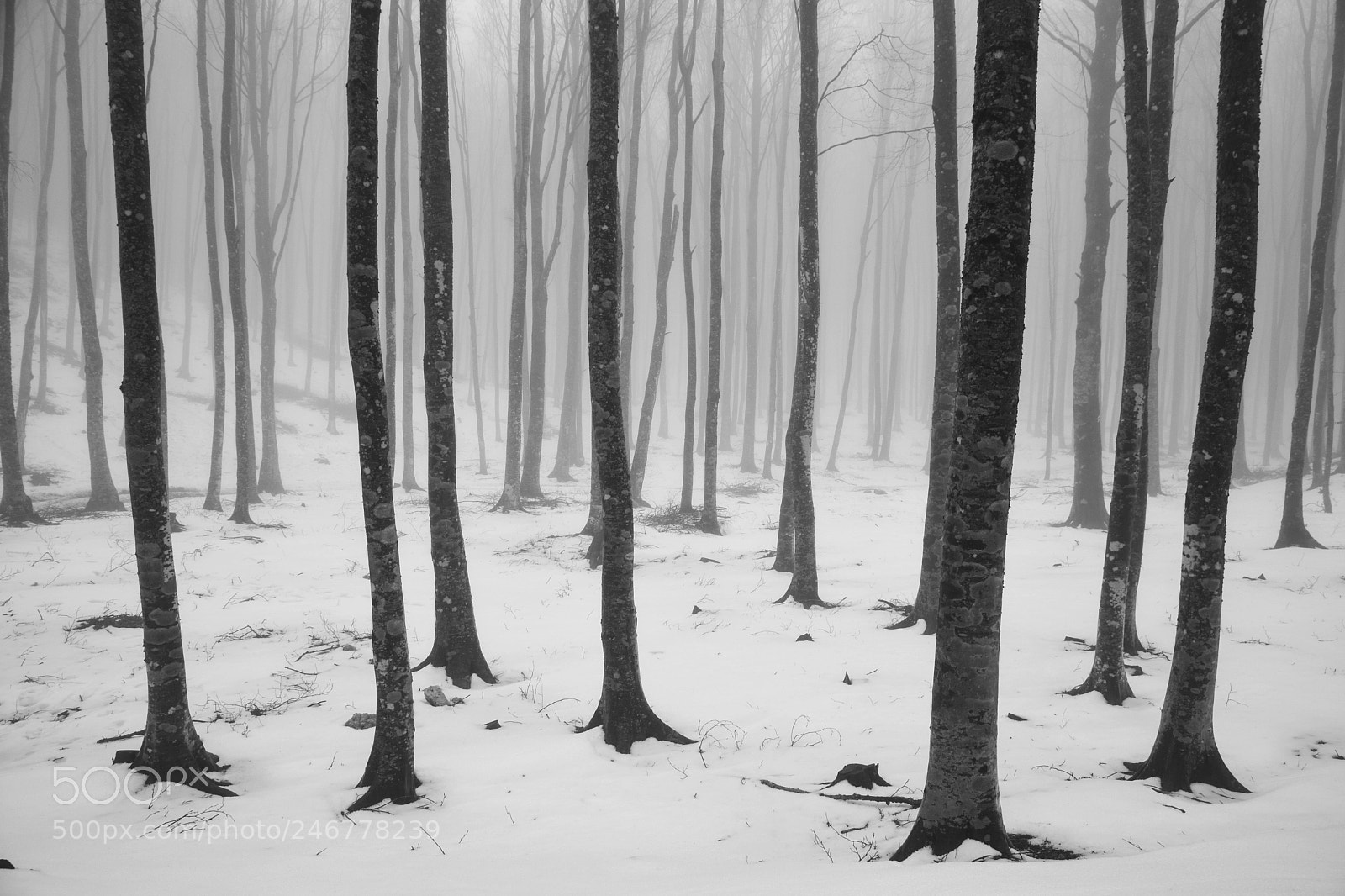 Nikon D7200 sample photo. A foggy day on photography