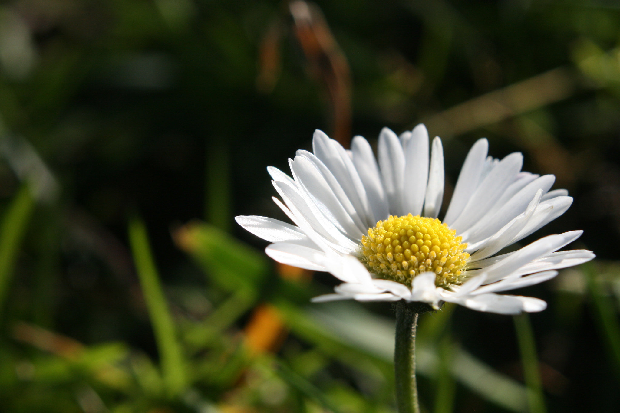 Canon EF 35-80mm f/4-5.6 sample photo
