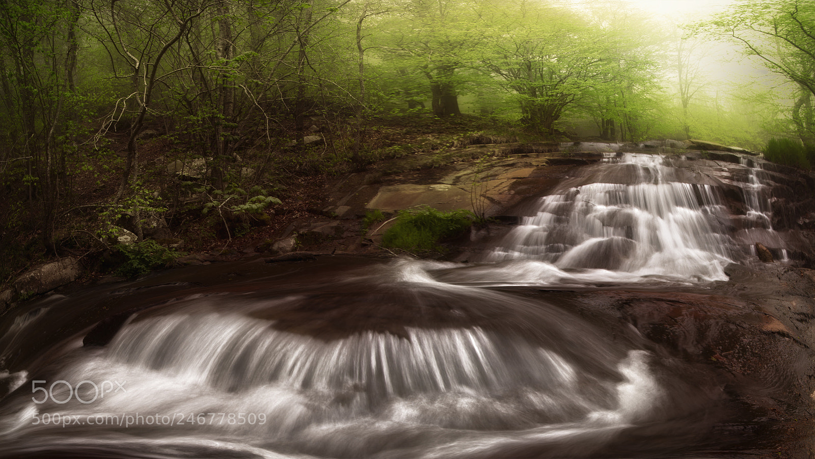 Nikon D610 sample photo. Idyllic forest photography