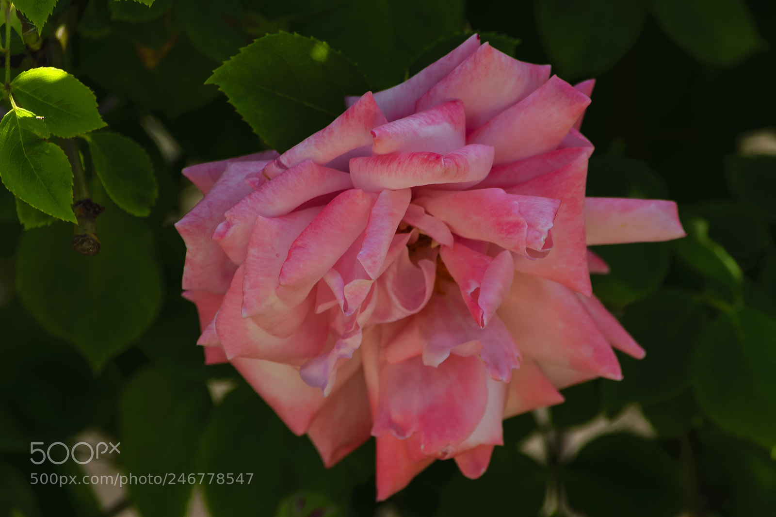 Nikon D610 sample photo. Red-pink petals of a photography