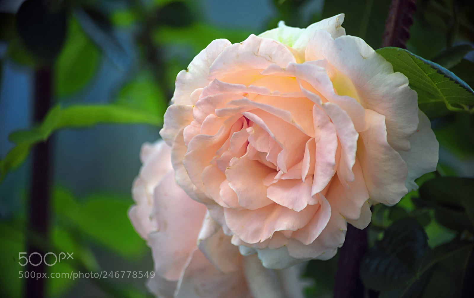 Nikon D610 sample photo. Tender pink flower of photography