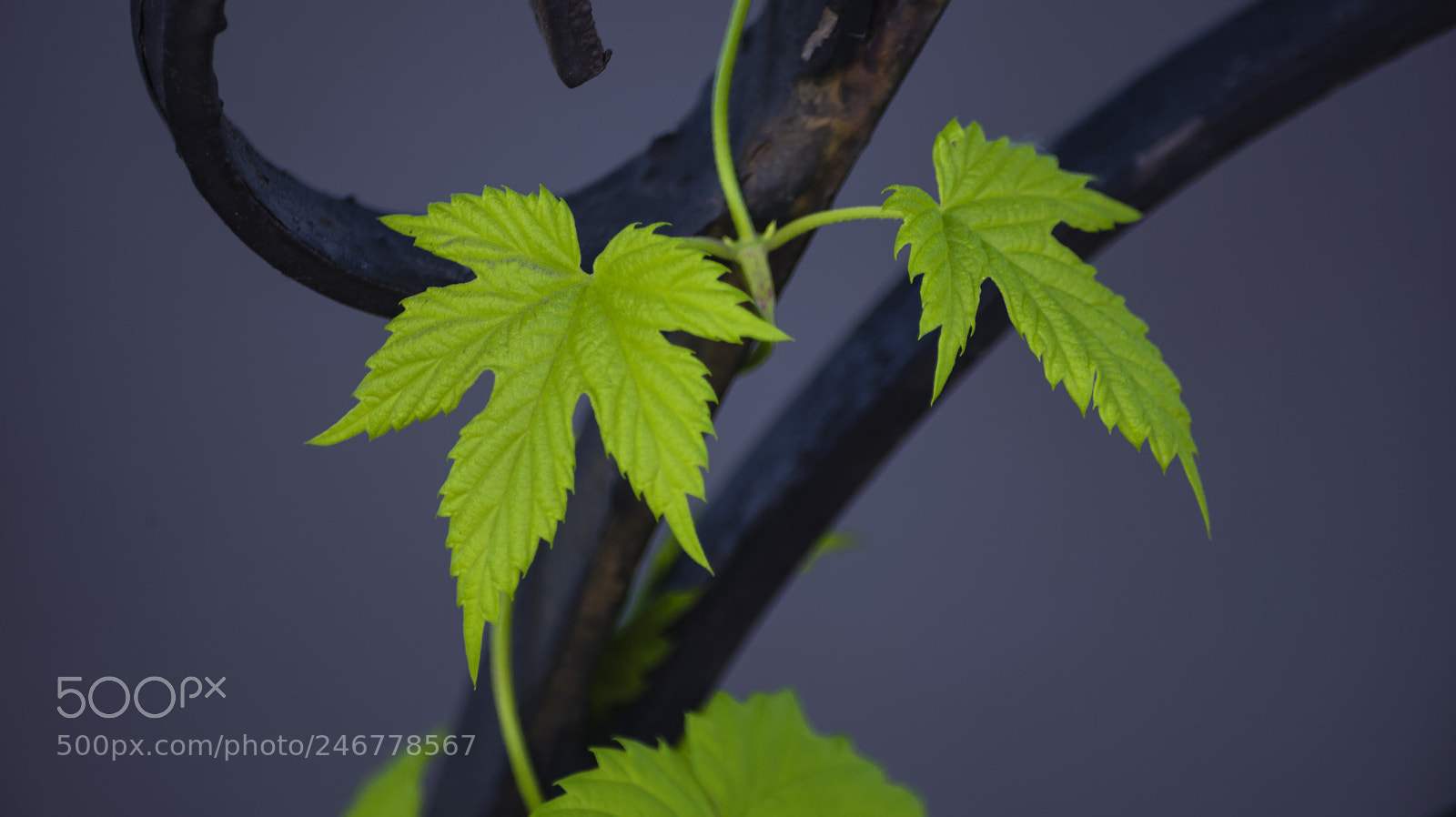 Nikon D610 sample photo. Green leaves of a photography