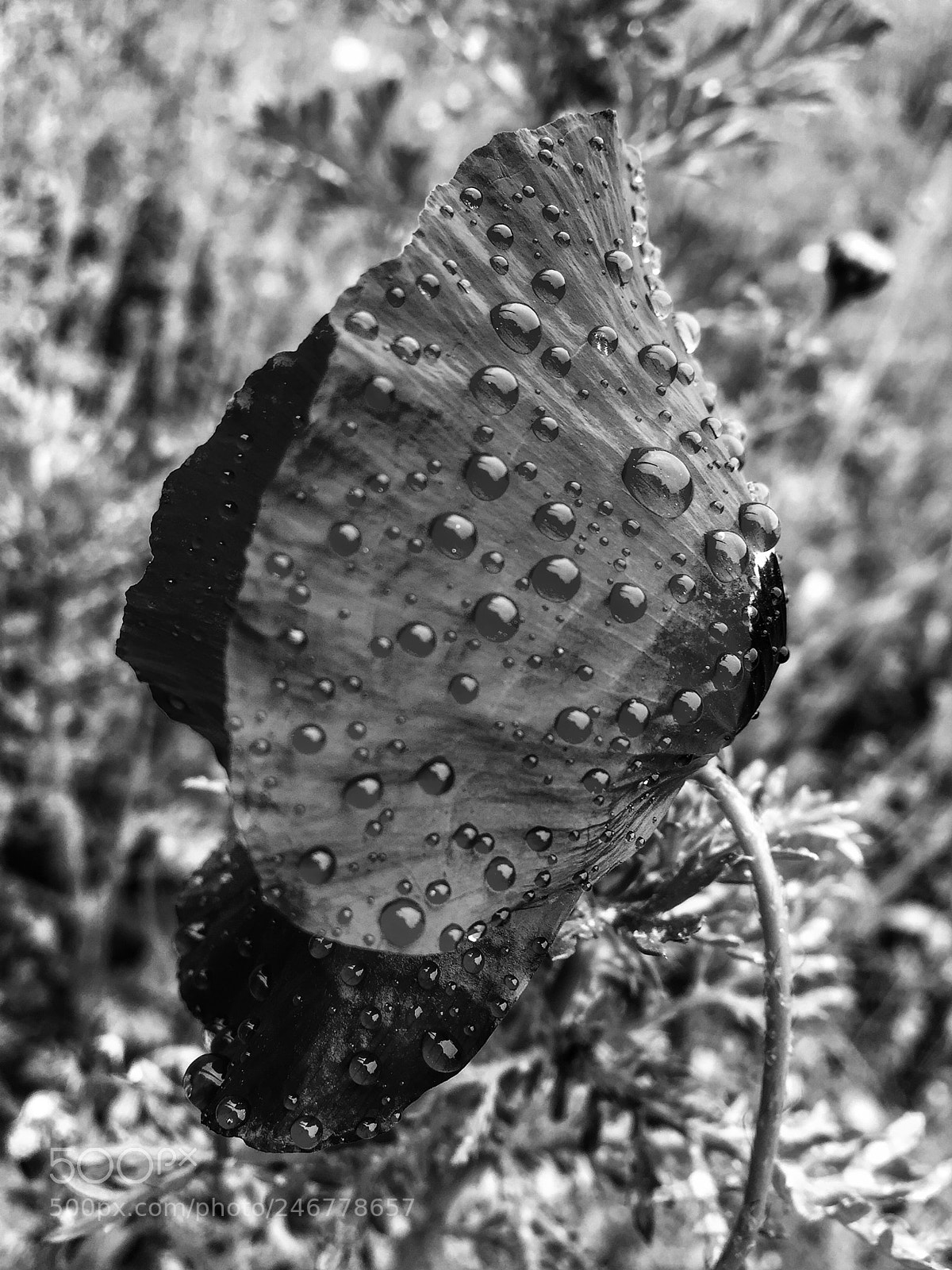 Apple iPhone 6 sample photo. Ever so black... photography