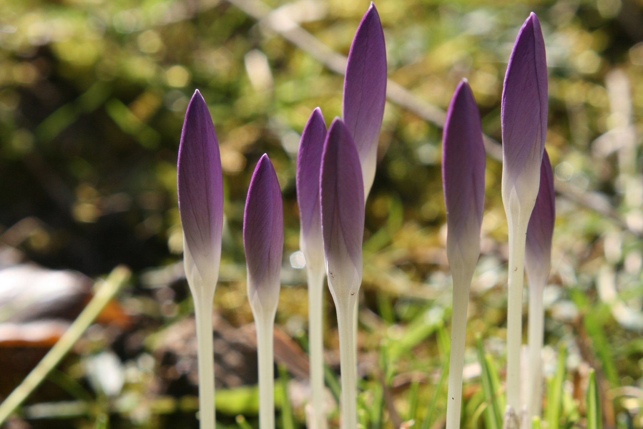 Canon EF 35-80mm f/4-5.6 sample photo