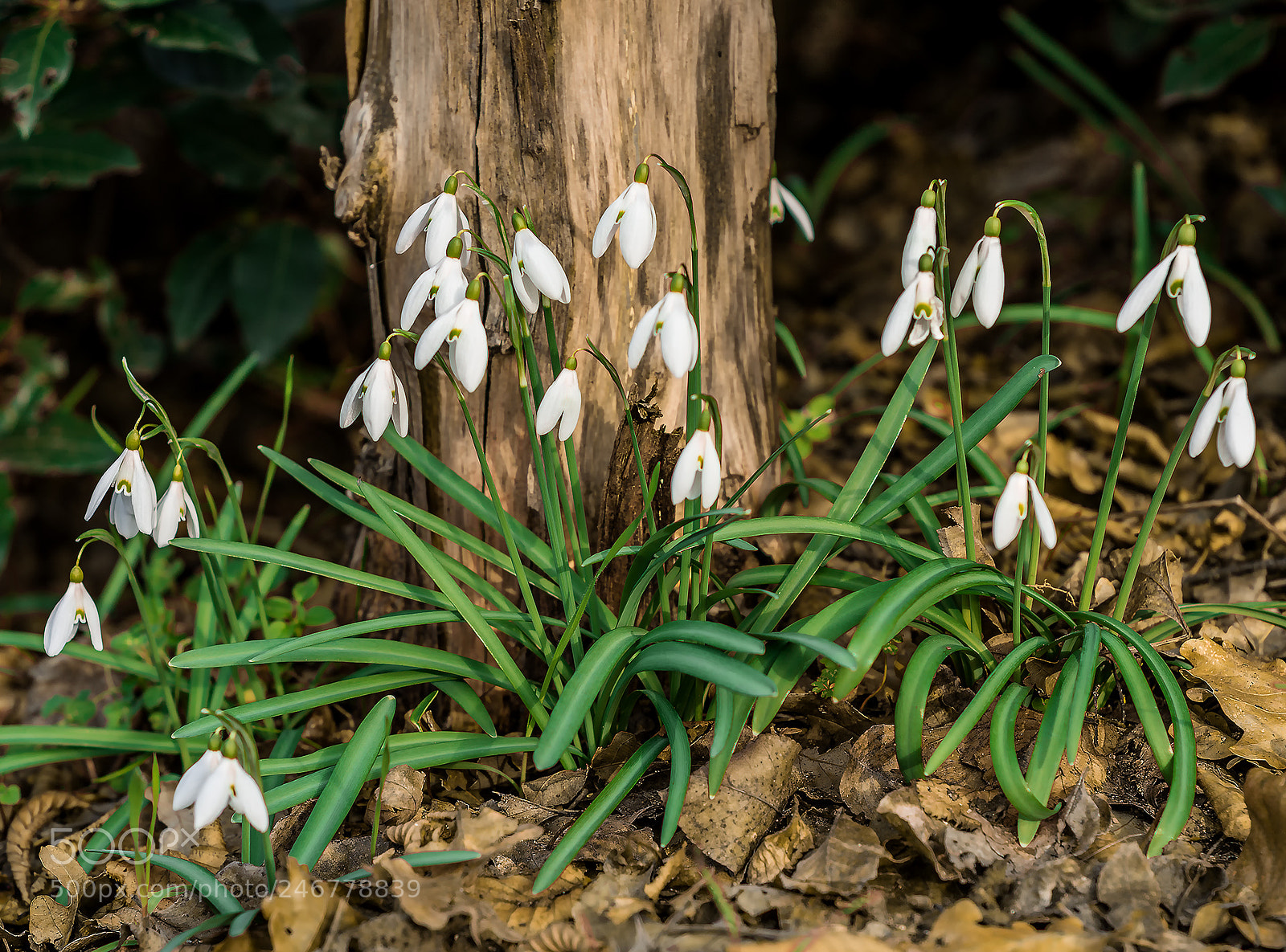 Nikon D7200 sample photo. Snowdrop (galanthus nivalis) photography