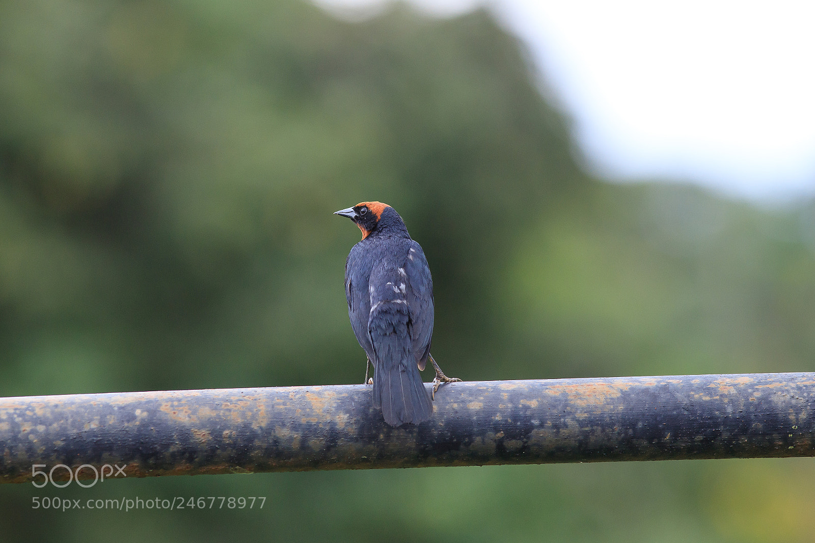 Canon EOS 6D Mark II sample photo. Chrysomus ruficapillus photography