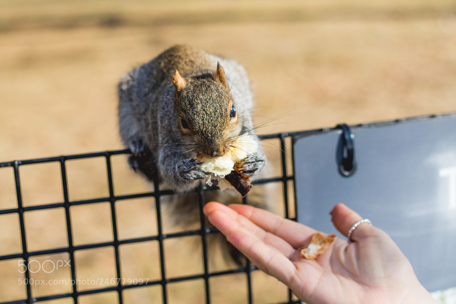 Canon EOS 7D Mark II sample photo. Squirrels close up eating photography