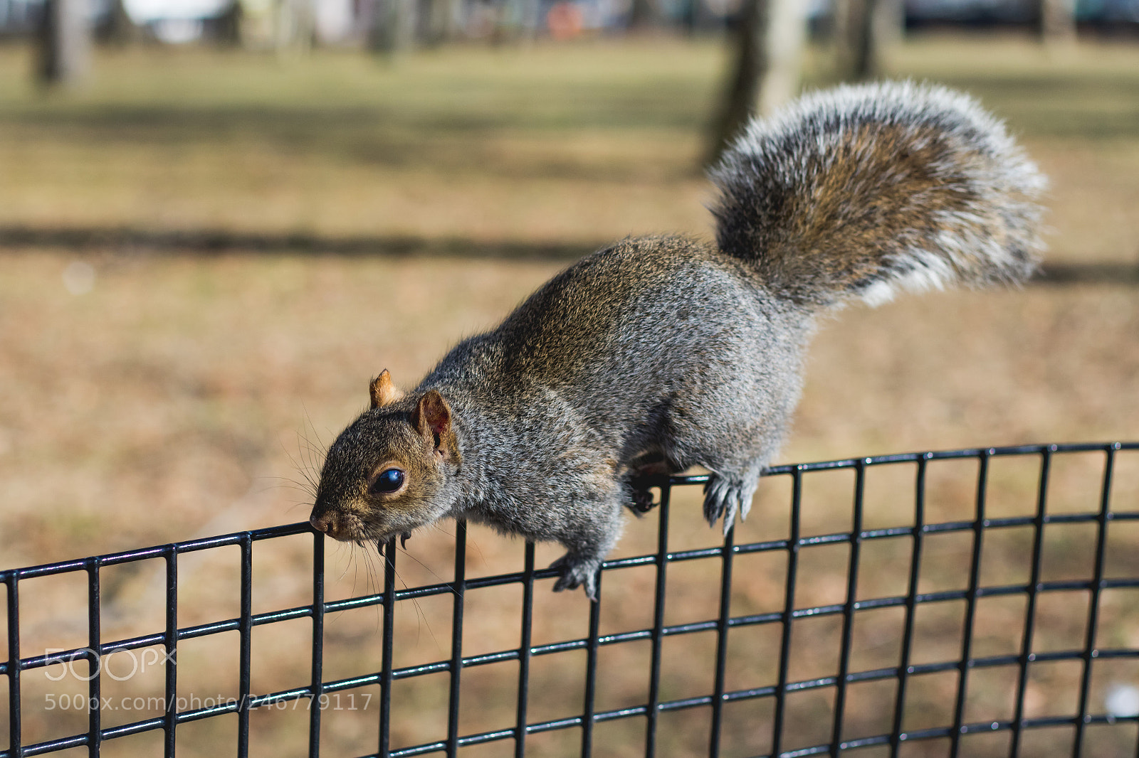 Canon EOS 7D Mark II sample photo. Squirrels close up eating photography