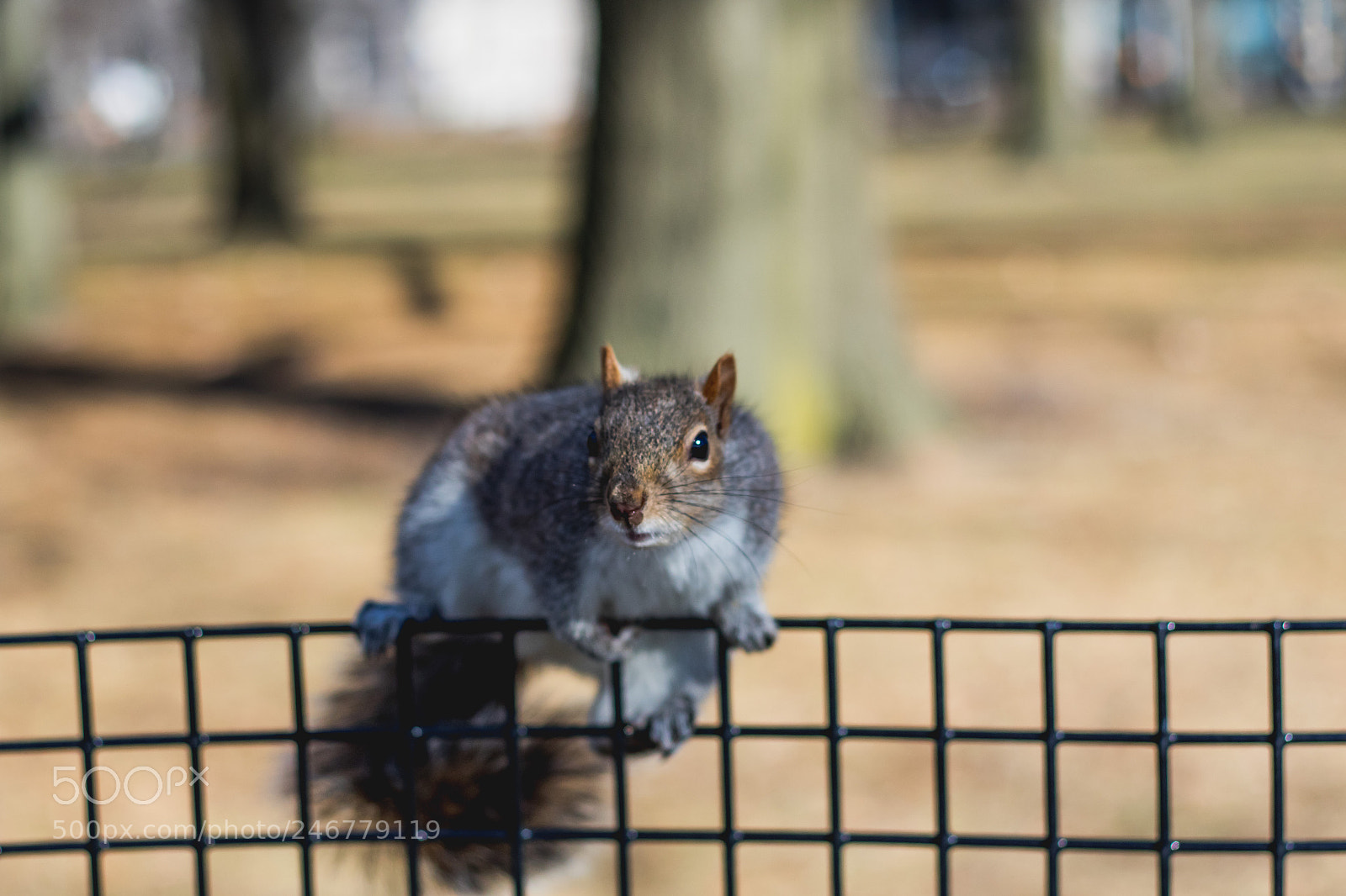 Canon EOS 7D Mark II sample photo. Squirrels close up eating photography