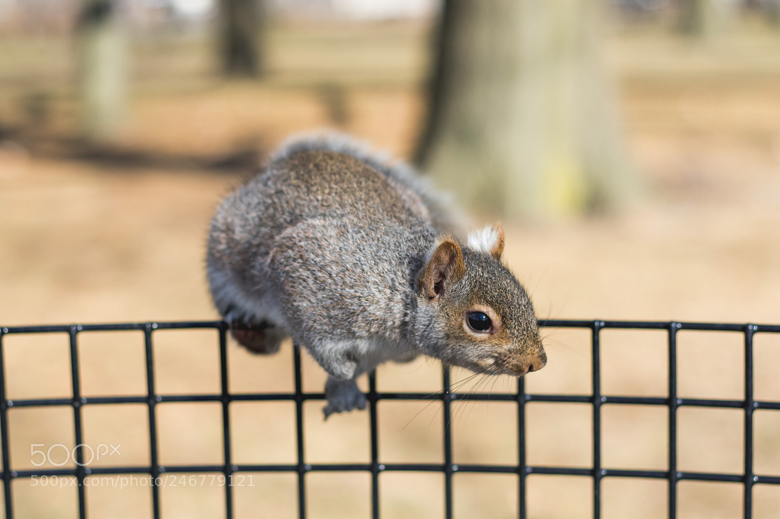 Canon EOS 7D Mark II sample photo. Squirrels close up eating photography