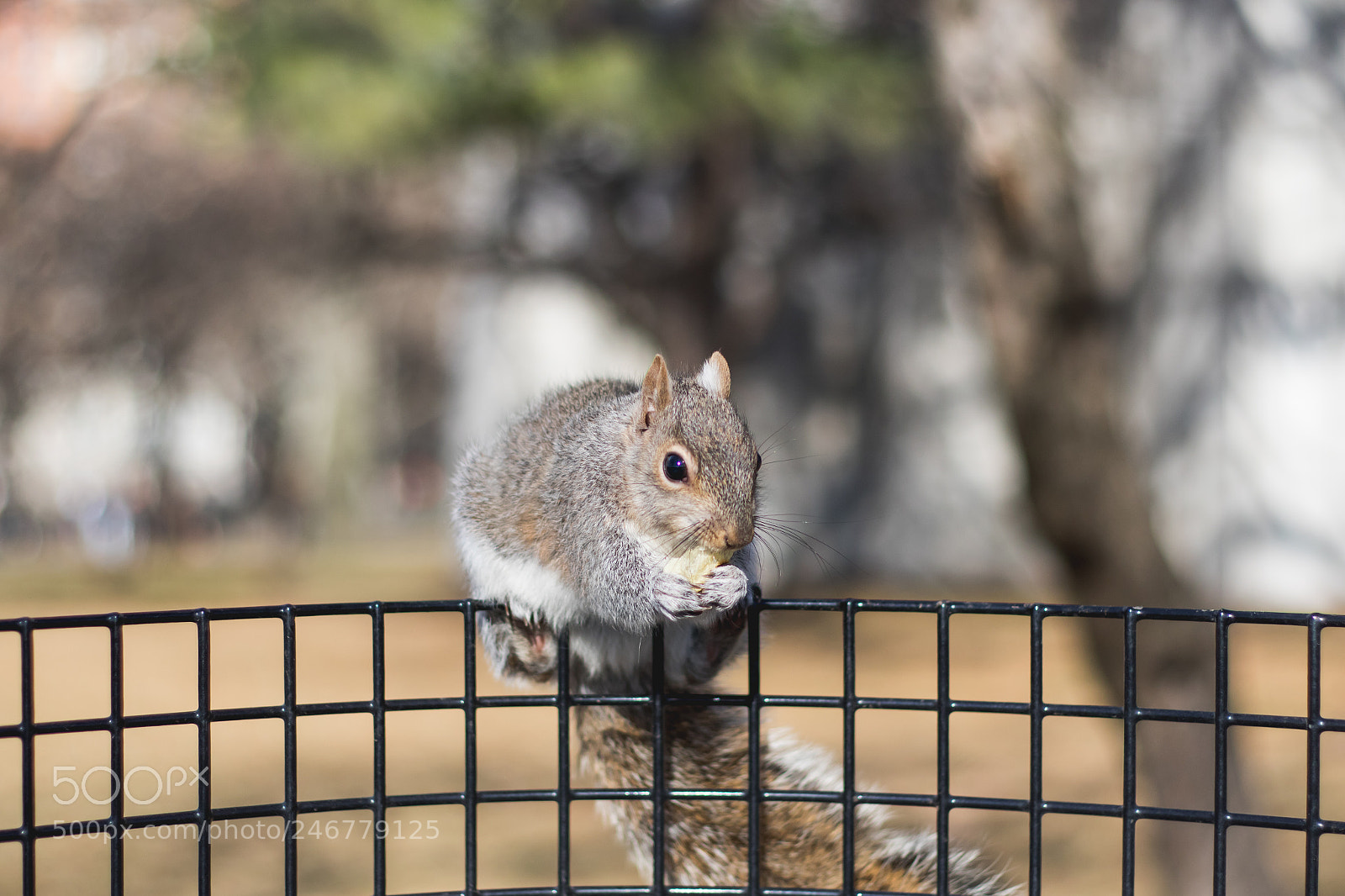 Canon EOS 7D Mark II sample photo. Squirrels close up eating photography