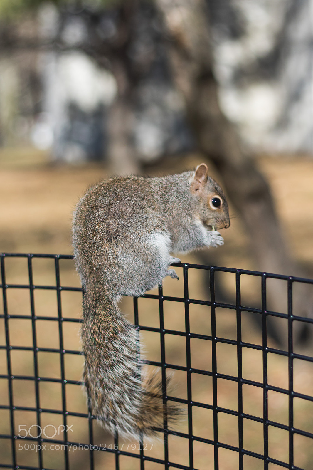 Canon EOS 7D Mark II sample photo. Squirrels close up eating photography