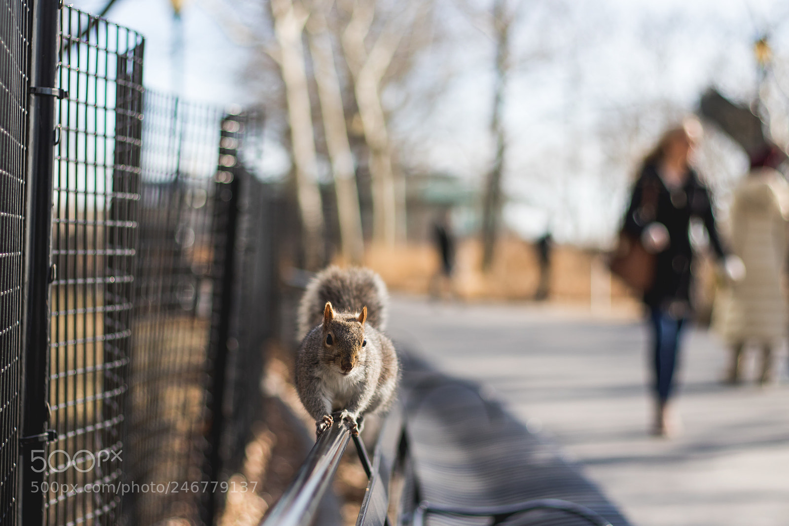 Canon EOS 7D Mark II sample photo. Squirrels close up eating photography
