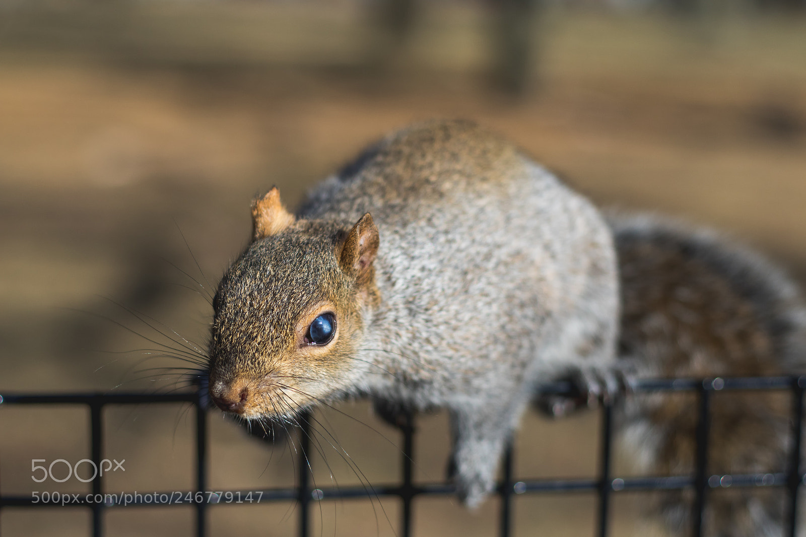 Canon EOS 7D Mark II sample photo. Squirrels close up eating photography