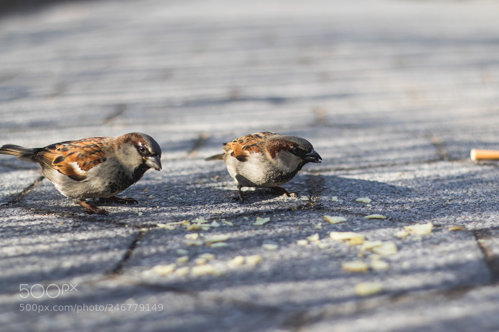 Canon EOS 7D Mark II sample photo. Birds eating from floor photography