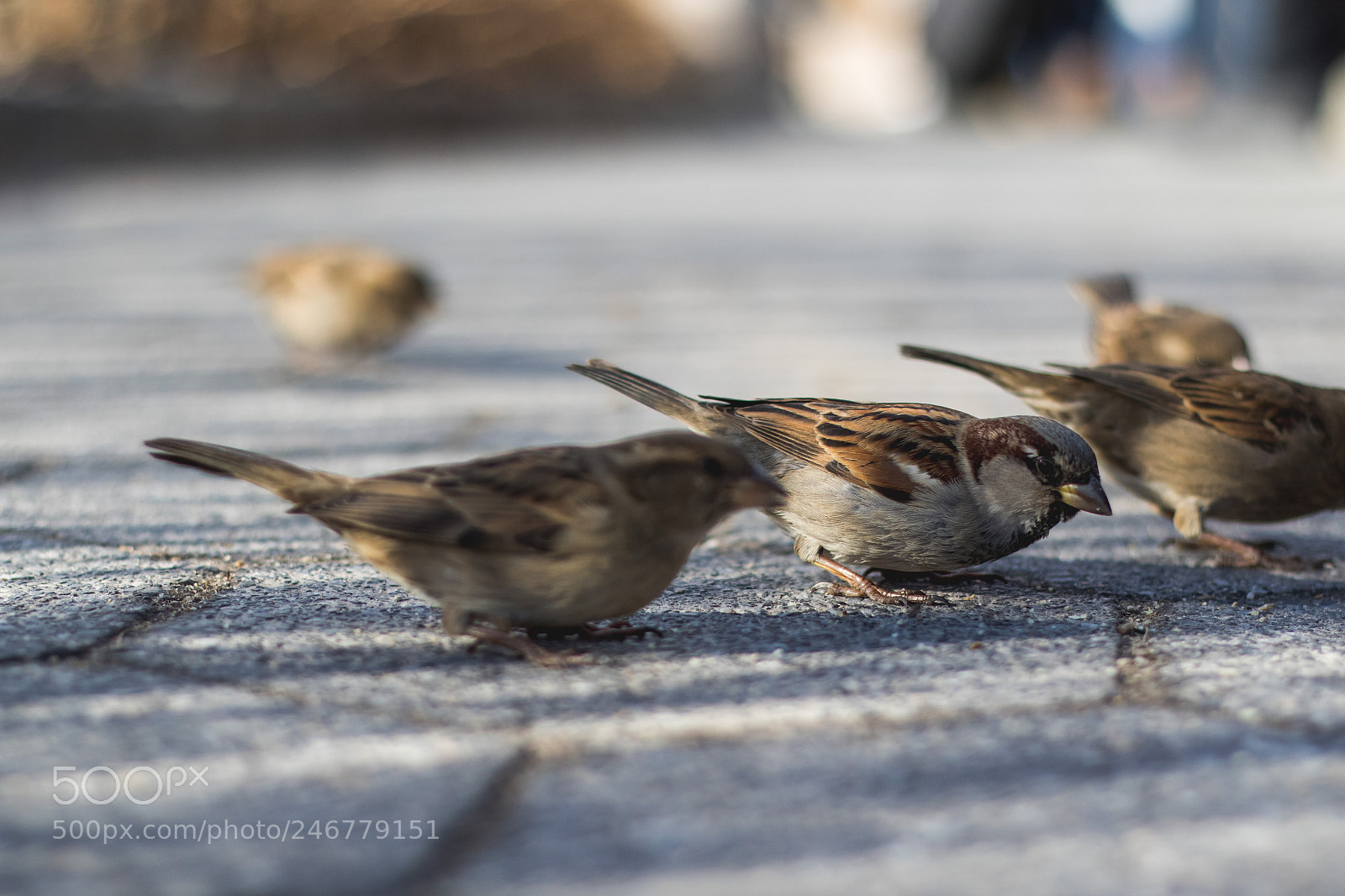 Canon EOS 7D Mark II sample photo. Birds eating from floor photography