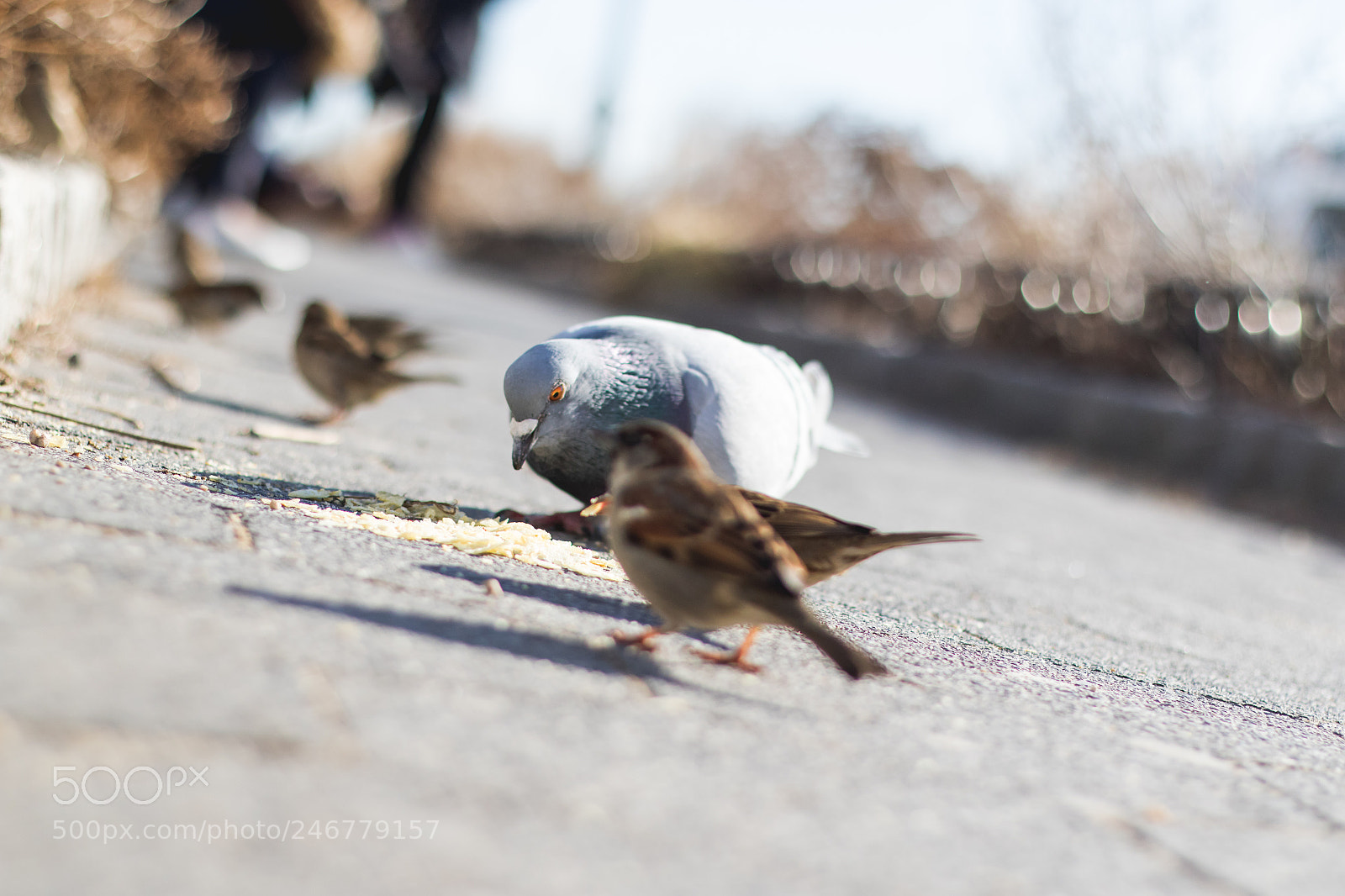 Canon EOS 7D Mark II sample photo. Birds eating from floor photography