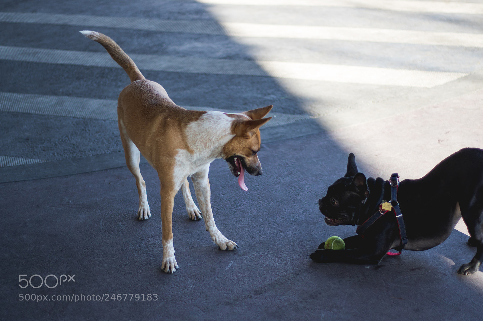 Canon EOS 7D Mark II sample photo. Two dogs playing with photography