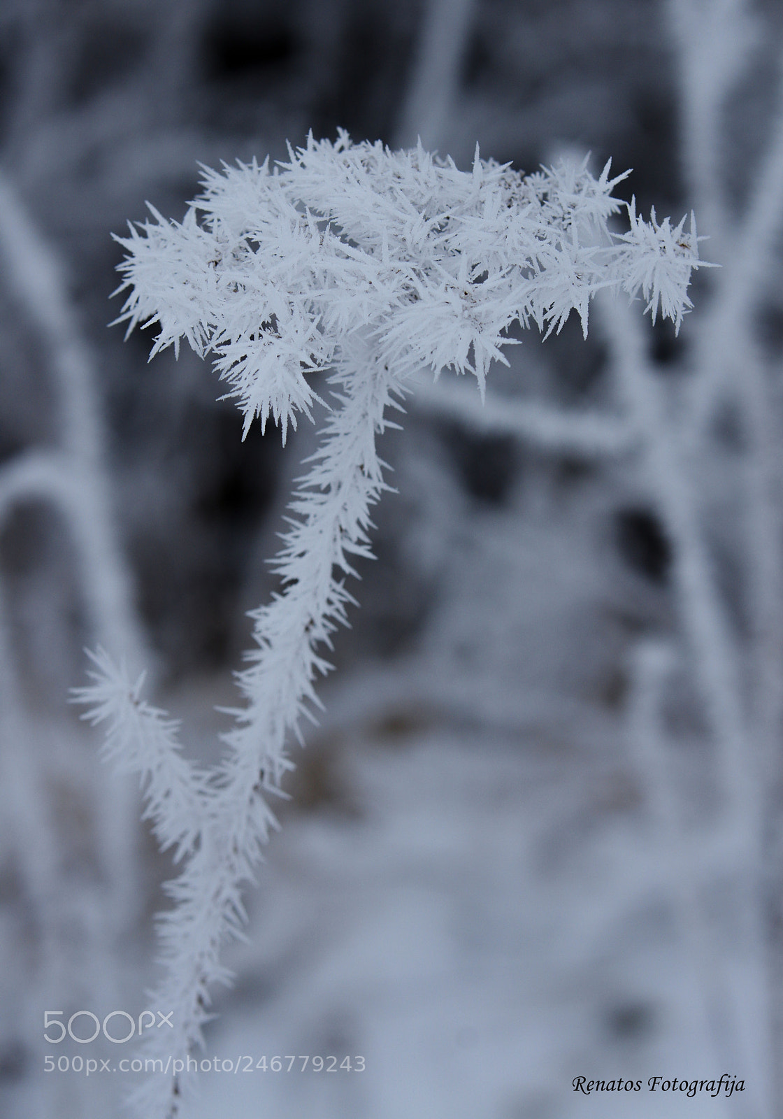 Pentax K-3 sample photo. Frost photography