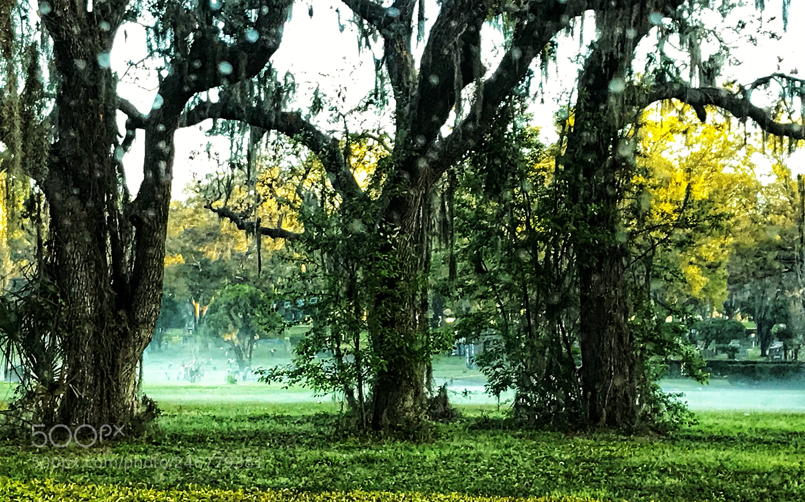 Apple iPhone 7 sample photo. Fog photography