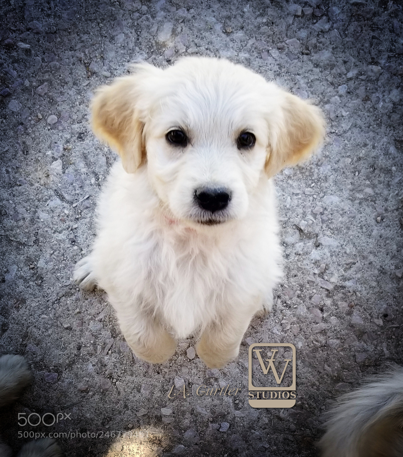 Samsung Galaxy S8 sample photo. Golden puppy photography