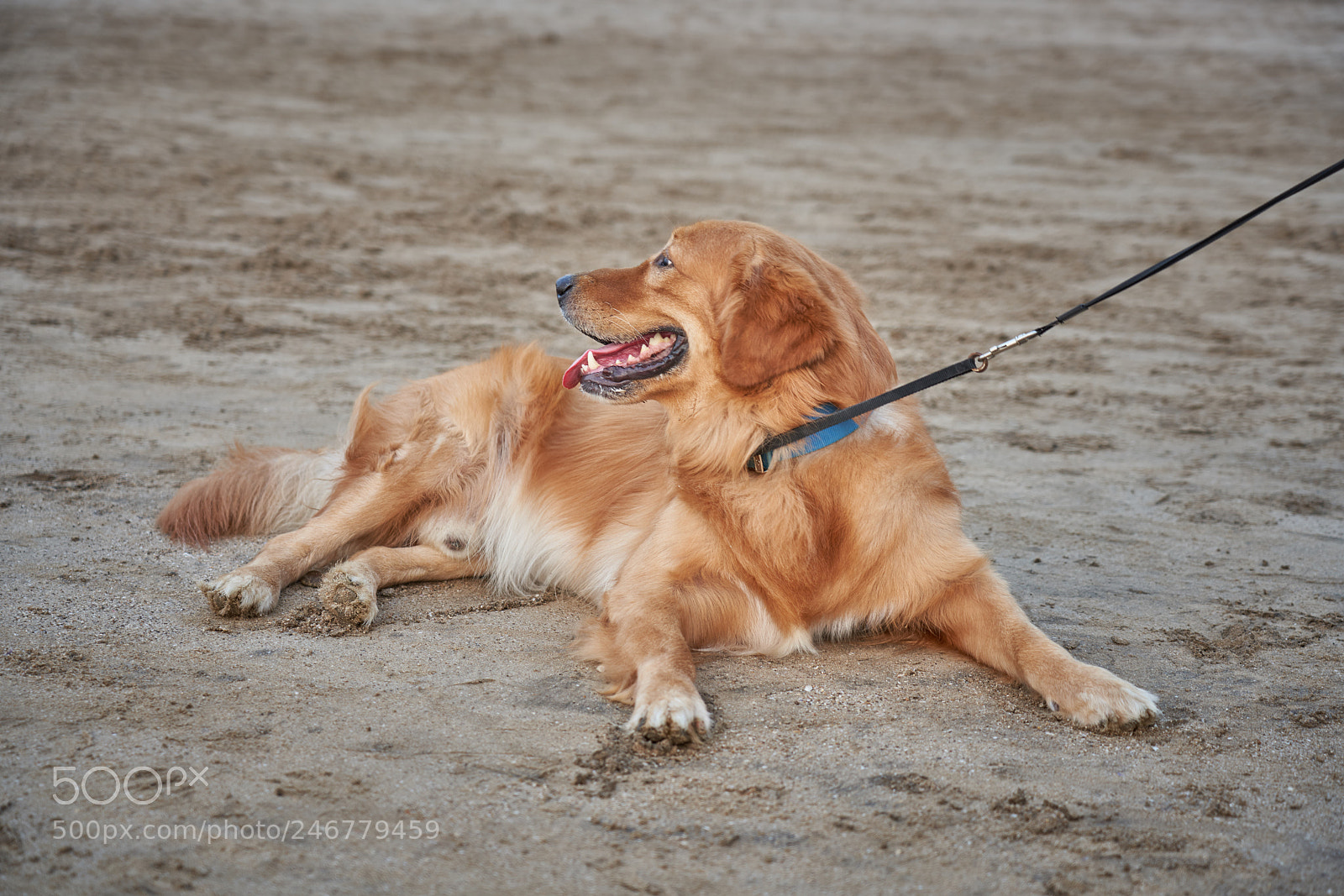 Sony a7R III sample photo. Camera conscious dog photography
