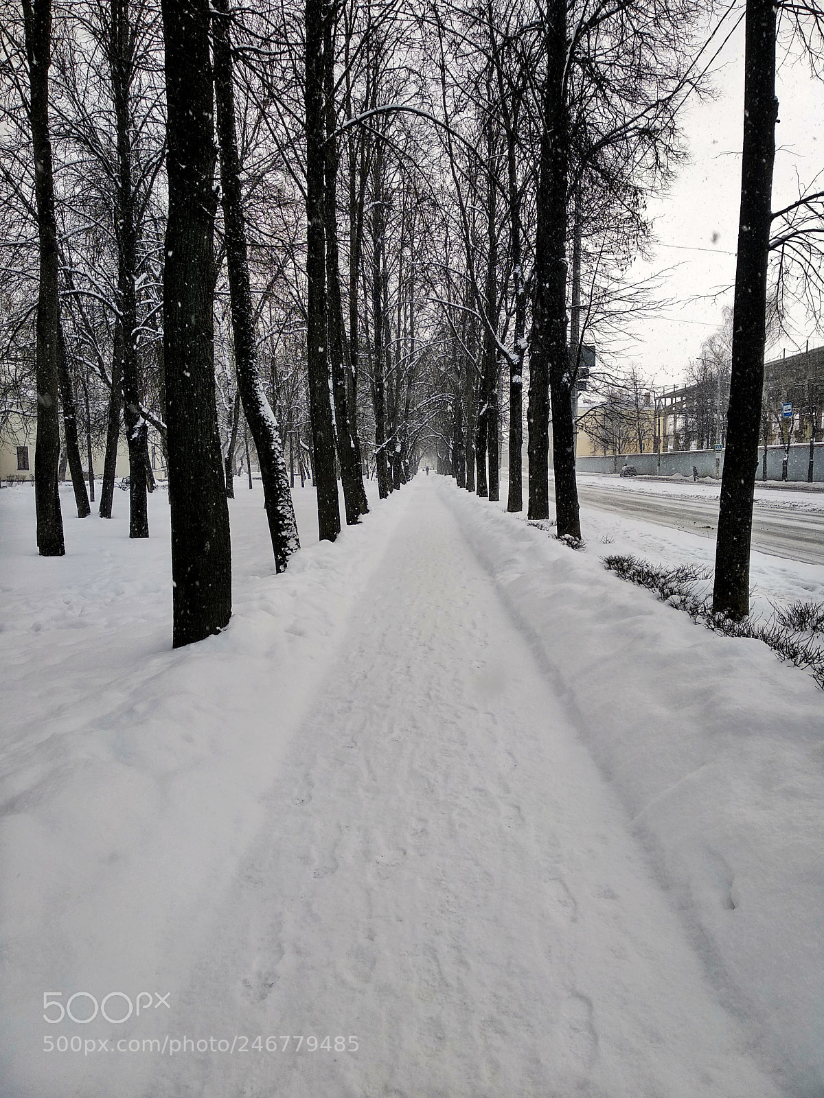 Xiaomi Mi A1 sample photo. Winter❄️☃️ photography