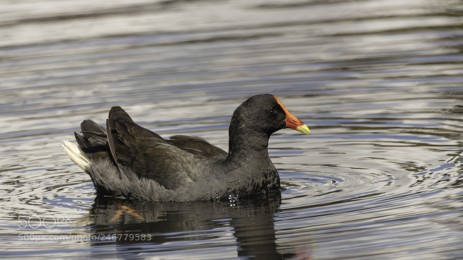Canon EOS 5DS sample photo. Dusky moorhen photography