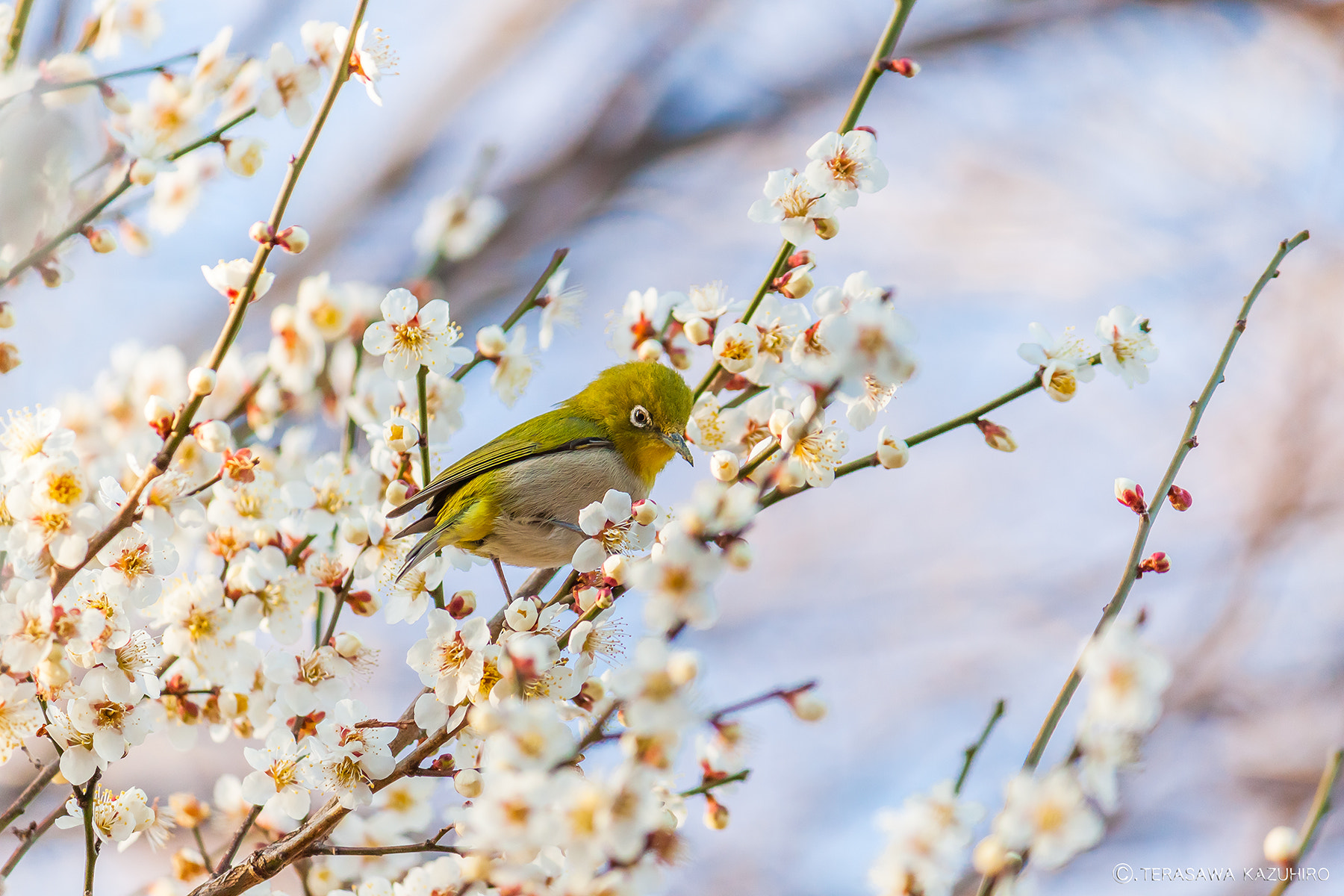 Canon EOS 500D (EOS Rebel T1i / EOS Kiss X3) sample photo. Japanese white-eye photography