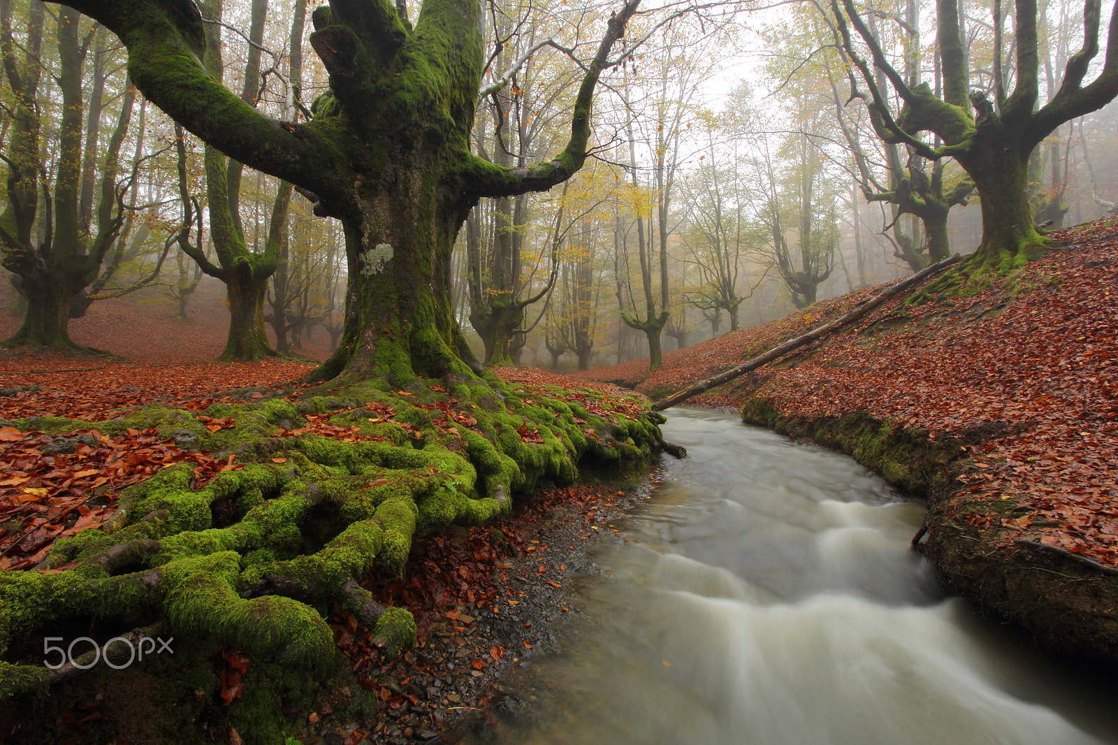 Canon EOS 60D sample photo. Hayedo de otzarreta photography