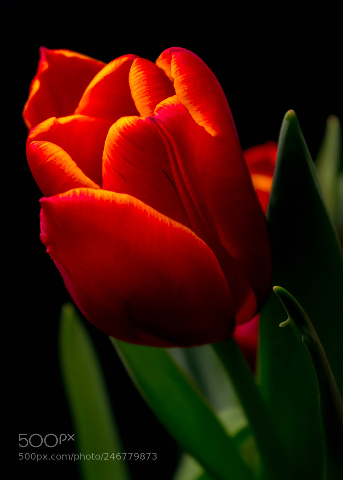 Canon EOS 600D (Rebel EOS T3i / EOS Kiss X5) sample photo. Project tulips photography